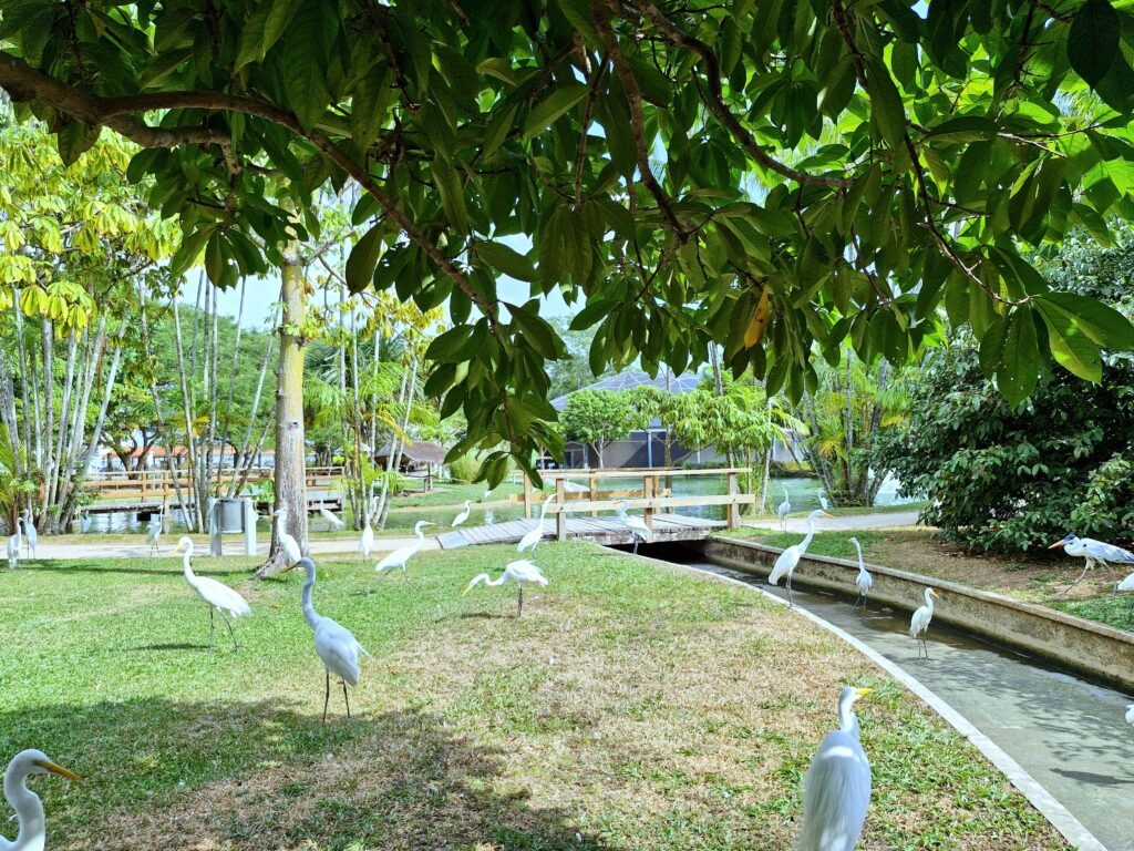 Mangal das Garças - Belém/PA