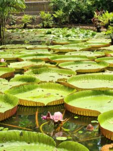 Bosque Rodrigues Alves - Belém/SP