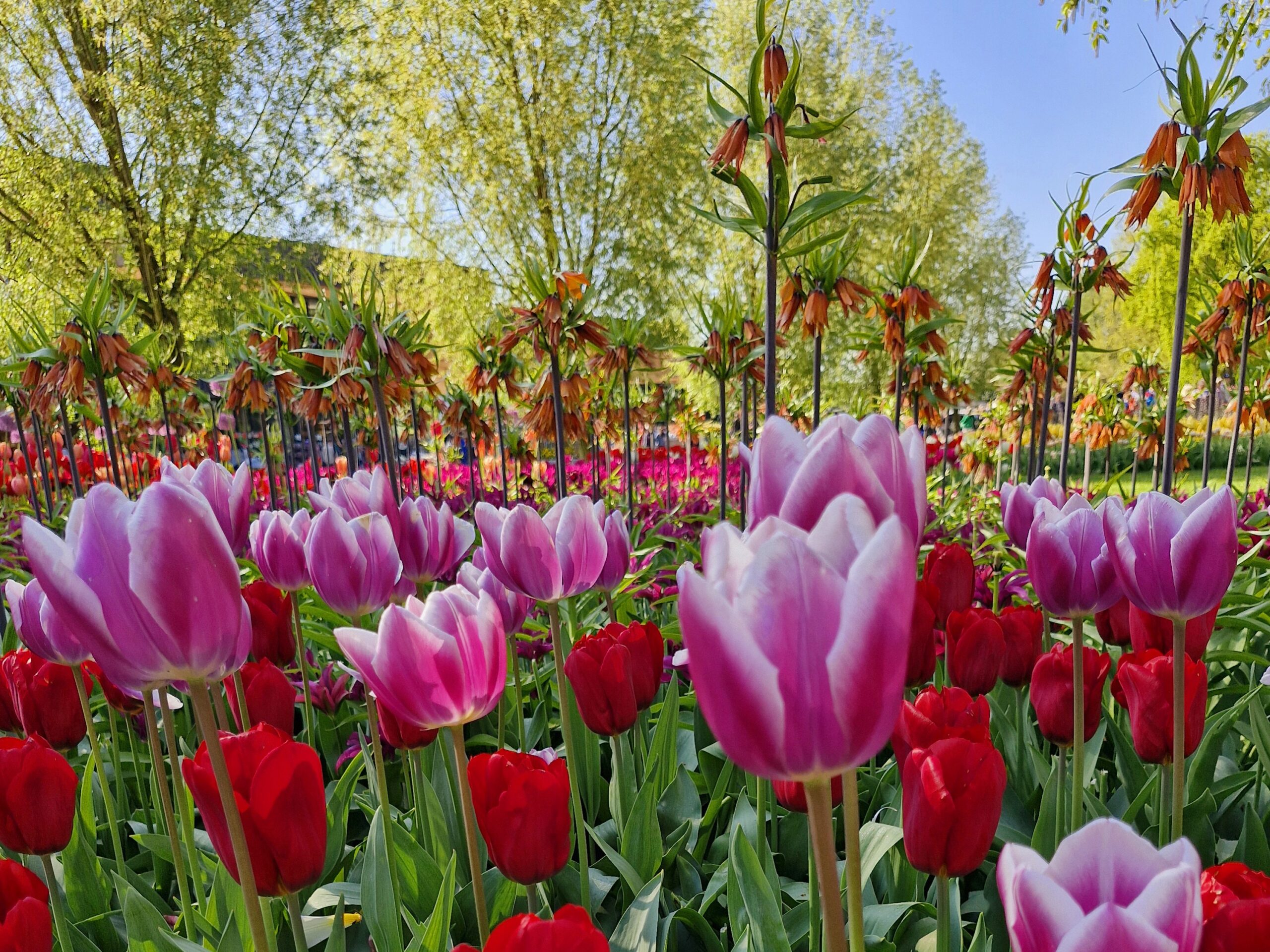 Keukenhof – Amsterdam/Holanda