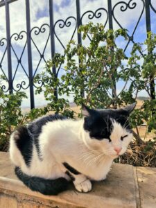 Vista panorâmica da fortaleza - Fez - Marrocos/África