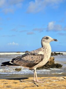 Essaouira – Marrocos/África