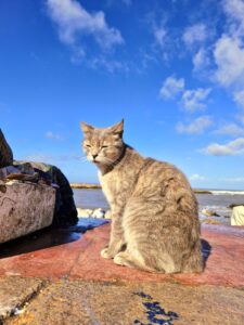 Essaouira – Marrocos/África