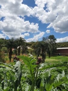 Vinhos Sorocamirim - São Roque/SP