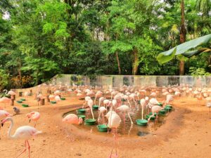 Parque das Aves - Foz do Iguaçu Paraná/PR Brasil