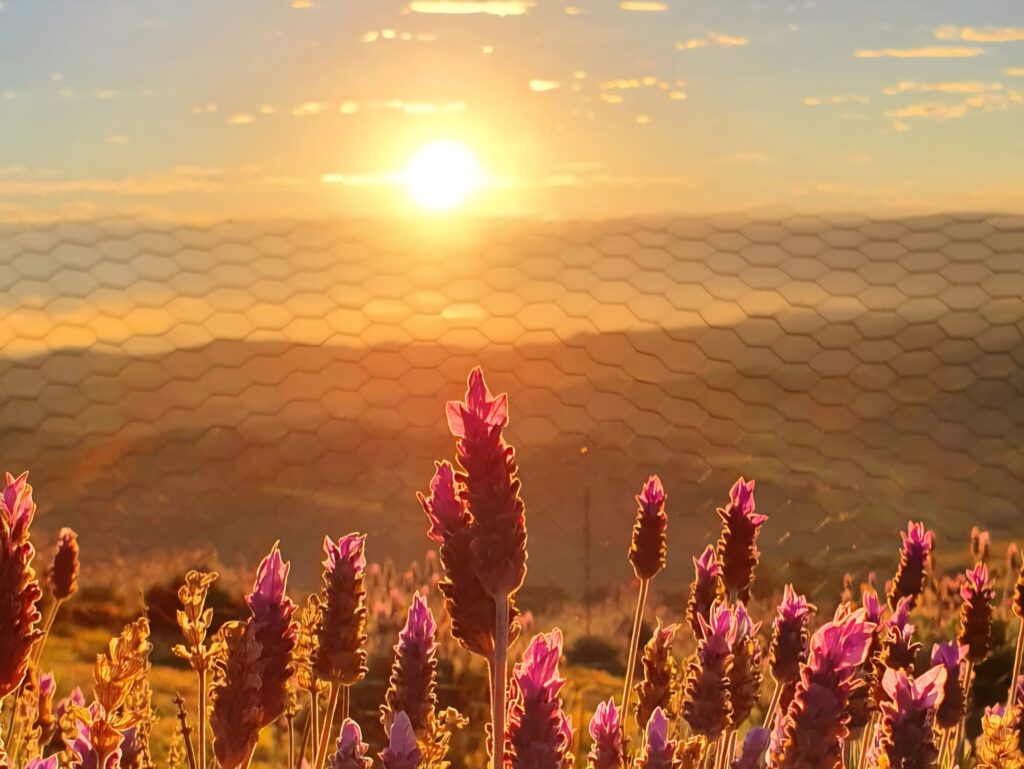 Lavandário - Cunha (SP)