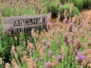 Lavandário - Cunha/SP