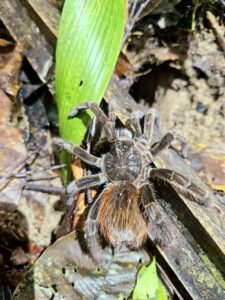 Amazônia - Amazonas/AM