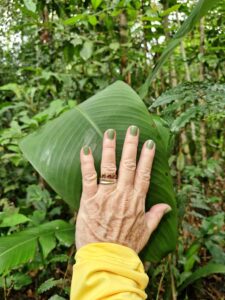 Amazônia - Amazonas/AM